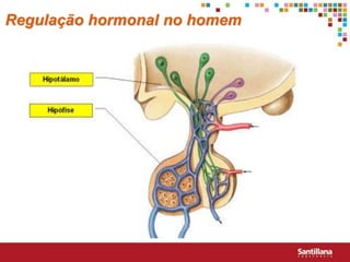 Regulação hormonal no homem
 