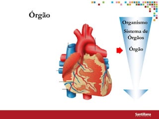 Órgão
        Organismo
        Sistema de
          Órgãos

          Órgão
 