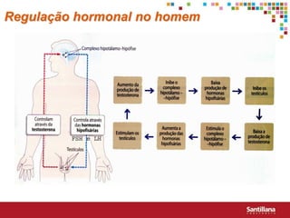 Regulação hormonal no homem
 