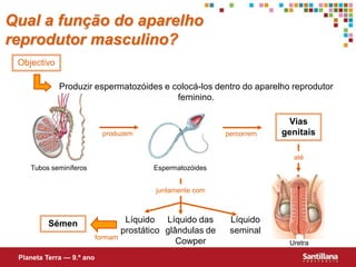 Qual a função do aparelho
reprodutor masculino?
 Objectivo

             Produzir espermatozóides e colocá-los dentro do aparelho reprodutor
                                         feminino.

                                                                         Vias
                            produzem                        percorrem   genitais

                                                                          até
    Tubos seminíferos                    Espermatozóides


                                          juntamente com



          Sémen                    Líquido Líquido das       Líquido
                                  prostático glândulas de    seminal
                           formam
                                                Cowper                   Uretra

 Planeta Terra — 9.º ano
 
