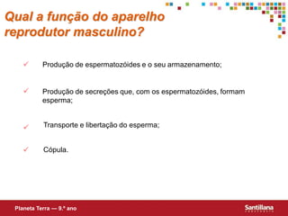 Qual a função do aparelho
reprodutor masculino?

          Produção de espermatozóides e o seu armazenamento;


          Produção de secreções que, com os espermatozóides, formam
           esperma;


          Transporte e libertação do esperma;


          Cópula.




 Planeta Terra — 9.º ano
 