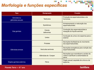 Morfologia e funções específicas
             Tipo                  Designação                       Função


          Gónodas ou                                 Produção de espermatozóides e de
                                    Testículos       hormonas.
       glândulas sexuais

                                                     Armazenamento e maturação dos
                                   Epidídimos        espermatozóides.


                                    Canais           Condução dos espermatozóides e
         Vias genitais                               recepção do líquido seminal.
                                   deferentes

                                                     Condução da urina e do esperma para o
                                      Uretra         exterior.

                                                     Secreções facilitadoras do movimento
                                     Próstata        dos espermatozóides.

                                                     Secreções energéticas para nutrição dos
       Glândulas anexas         Vesículas seminais   espermatozóides.

                                                     Secreções que neutralizam a acidez da
                               Glândulas de Cowper   uretra e lubrificam a extremidade do
                                                     pénis.
                                                     Órgão sexual; expulsão de urina ou de
    Órgãos genitais externos          Pénis          esperma.


 Planeta Terra — 9.º ano
 