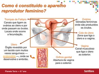 Como é constituído o aparelho
reprodutor feminino?
  Trompas de Falópio                                   Ovários
  Canais que ligam os                             Gónadas femininas
 ovários ao útero e por                          onde são produzidos
onde passam os óvulos.                                os óvulos.
  Locais onde ocorre
                                                    Colo do útero
    a fecundação.                                  Zona que liga o
                                                  útero e a vagina.

        Útero
                                                      Vagina
   Órgão revestido por
                                                 Canal musculoso
  um tecido com muitos
                                                  que liga o útero
  vasos sanguíneos —
                                                    ao exterior.
 endométrio —, onde se        Orifício genital
 desenvolve o embrião.      Abertura da vagina
                             para o exterior.


  Planeta Terra — 9.º ano
 