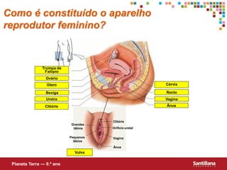 Como é constituído o aparelho
reprodutor feminino?



               Trompa de
                Falópio
                 Ovário
                 Útero                                  Cérvix

                 Bexiga                                 Recto
                 Uretra                                 Vagina
                Clitóris                                Ânus



                                      Clitóris
                           Grandes
                            lábios    Orifício uretal

                           Pequenos   Vagina
                             lábios
                                      Ânus
                             Vulva


 Planeta Terra — 9.º ano
 