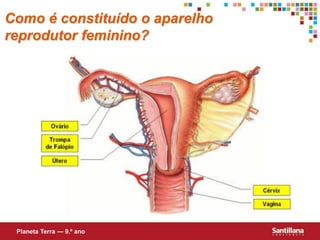 Como é constituído o aparelho
reprodutor feminino?




 Planeta Terra — 9.º ano
 