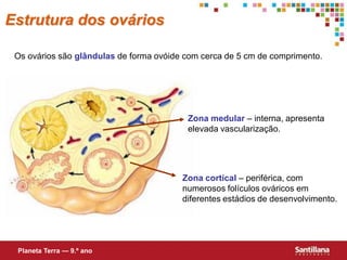 Estrutura dos ovários

 Os ovários são glândulas de forma ovóide com cerca de 5 cm de comprimento.




                                          Zona medular – interna, apresenta
                                          elevada vascularização.




                                         Zona cortical – periférica, com
                                         numerosos folículos ováricos em
                                         diferentes estádios de desenvolvimento.




 Planeta Terra — 9.º ano
 