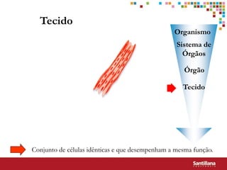 Tecido
                                                 Organismo
                                                  Sistema de
                                                    Órgãos

                                                     Órgão

                                                    Tecido




Conjunto de células idênticas e que desempenham a mesma função.
 
