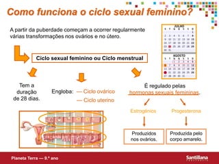 Como funciona o ciclo sexual feminino?
A partir da puberdade começam a ocorrer regularmente
várias transformações nos ovários e no útero.



            Ciclo sexual feminino ou Ciclo menstrual



   Tem a                                           É regulado pelas
  duração          Engloba: — Ciclo ovárico   hormonas sexuais femininas.
 de 28 dias.                — Ciclo uterino
                                               Estrogénios    Progesterona



                                               Produzidos     Produzida pelo
                                               nos ovários.   corpo amarelo.


Planeta Terra — 9.º ano
 