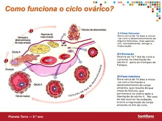 Como funciona o ciclo ovárico?




Planeta Terra — 9.º ano
 