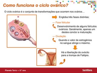 Como funciona o ciclo ovárico?
O ciclo ovárico é o conjunto de transformações que ocorrem nos ovários…

                                                Engloba três fases distintas:

                                          — Fase folicular
                                              Desenvolvimento de alguns folículos
                                               ováricos. Geralmente, apenas um
                                                 destes concluí a maturação.
                                          — Ovulação
                                               Quando o valor de estrogénios
                                                no sangue atinge o máximo.


                                                  Há a libertação do ovócito
                                                  para a trompa de Falópio.




Planeta Terra — 9.º ano
 