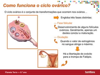 Como funciona o ciclo ovárico?
O ciclo ovárico é o conjunto de transformações que ocorrem nos ovários…

                                                Engloba três fases distintas:

                                          — Fase folicular
                                             Desenvolvimento de alguns folículos
                                              ováricos. Geralmente, apenas um
                                                destes concluí a maturação.
                                          — Ovulação
                                               Quando o valor de estrogénios
                                                no sangue atinge o máximo.


                                                  Há a libertação do ovócito
                                                  para a trompa de Falópio.




Planeta Terra — 9.º ano
 