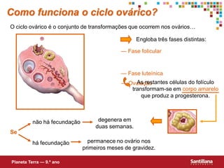 Como funciona o ciclo ovárico?
O ciclo ovárico é o conjunto de transformações que ocorrem nos ovários…

                                                   Engloba três fases distintas:

                                            — Fase folicular


                                            — Fase luteínica
                                            — Ovulação
                                                 As restantes células do folículo
                                               transformam-se em corpo amarelo
                                                   que produz a progesterona.



          não há fecundação         degenera em
                                   duas semanas.
Se
          há fecundação         permanece no ovário nos
                              primeiros meses de gravidez.

Planeta Terra — 9.º ano
 