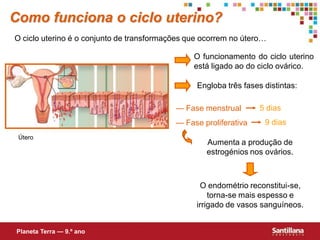 Como funciona o ciclo uterino?
O ciclo uterino é o conjunto de transformações que ocorrem no útero…

                                                O funcionamento do ciclo uterino
                                                está ligado ao do ciclo ovárico.

                                                 Engloba três fases distintas:

                                           — Fase menstrual        5 dias
                                           — Fase proliferativa     9 dias
 Útero
                                                   Aumenta a produção de
                                                   estrogénios nos ovários.



                                                  O endométrio reconstitui-se,
                                                     torna-se mais espesso e
                                                 irrigado de vasos sanguíneos.


Planeta Terra — 9.º ano
 
