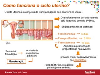 Como funciona o ciclo uterino?
O ciclo uterino é o conjunto de transformações que ocorrem no útero…

                                                     O funcionamento do ciclo uterino
                                                     está ligado ao do ciclo ovárico.

                                                      Engloba três fases distintas:

                                               — Fase menstrual         5 dias
                                               — Fase proliferativa       9 dias
 Útero                                         — Fase secretora     14 dias
                                                     Aumenta a produção de
                                                    progesterona nos ovários.
 Se não há            os níveis de
fecundação           progesterona
                       diminuem.
                                                     provoca maior desenvolvimento
                                                             do endométrio.
    Menstruação
                                     Perto do 21.º dia, está pronto
                                       para alojar um embrião.

Planeta Terra — 9.º ano
 