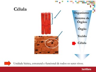 Célula
                                                      Organismo
                                                       Sistema de
                                                         Órgãos

                                                          Órgão

                                                         Tecido

                                                         Célula




Unidade básica, estrutural e funcional de todos os seres vivos.
 