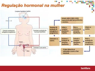 Regulação hormonal na mulher
 