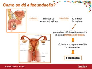Como se dá a fecundação?


                          produzem      milhões de     depositados   no interior
                                     espermatozóides                 da vagina



                                               que nadam até à cavidade uterina
                                                 e até às trompas de Falópio.



                                                       O óvulo e o espermatozóide
                                                             encontram-se.



                                                               Fecundação


Planeta Terra — 9.º ano
 
