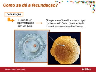 Como se dá a fecundação?
  Fecundação

               Fusão de um    O espermatozóide ultrapassa a capa
             espermatozóide    protectora do óvulo, perde a cauda
              com um óvulo.   e os núcleos de ambos fundem-se…




Planeta Terra — 9.º ano
 