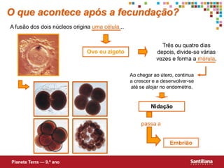 O que acontece após a fecundação?
A fusão dos dois núcleos origina uma célula...


                                                              Três ou quatro dias
                               Ovo ou zigoto                depois, divide-se várias
                                                            vezes e forma a mórula.

                                                 Ao chegar ao útero, continua
                                                 a crescer e a desenvolver-se
                                                 até se alojar no endométrio.


                                                          Nidação


                                                     passa a


                                                                  Embrião


Planeta Terra — 9.º ano
 