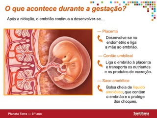 O que acontece durante a gestação?
Após a nidação, o embrião continua a desenvolver-se…


                                                — Placenta
                                                       Desenvolve-se no
                                                        endométrio e liga
                                                       a mãe ao embrião.

                                                — Cordão umbilical
                                                   Liga o embrião à placenta
                                                    e transporta os nutrientes
                                                   e os produtos de excreção.

                                                — Saco amniótico
                                                       Bolsa cheia de líquido
                                                       amniótico, que contém
                                                       o embrião e o protege
                                                           dos choques.


Planeta Terra — 9.º ano
 