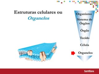 Estruturas celulares ou   Organismo
      Organelos           Sistema de
                            Órgãos

                            Órgão

                            Tecido

                            Célula

                           Organelos
 
