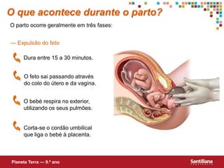 O que acontece durante o parto?
O parto ocorre geralmente em três fases:


— Expulsão do feto

     Dura entre 15 a 30 minutos.


     O feto sai passando através
     do colo do útero e da vagina.


     O bebé respira no exterior,
     utilizando os seus pulmões.


     Corta-se o cordão umbilical
     que liga o bebé à placenta.



Planeta Terra — 9.º ano
 