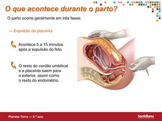 O que acontece durante o parto?
O parto ocorre geralmente em três fases:


 — Expulsão da placenta


      Acontece 5 a 15 minutos
      após a expulsão do feto.



      O resto do cordão umbilical
      e a placenta saem para
      o exterior, assim como
      o resto do endométrio.




Planeta Terra — 9.º ano
 