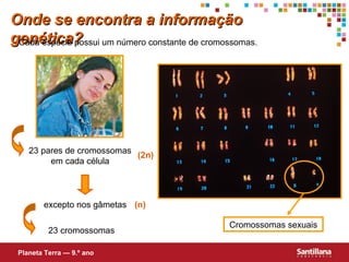 Onde se encontra a informaçãoOnde se encontra a informação
genética?genética?Cada espécie possui um número constante de cromossomas.
23 pares de cromossomas
em cada célula
excepto nos gâmetas
23 cromossomas
(n)
(2n)
Cromossomas sexuais
Planeta Terra — 9.º ano
 