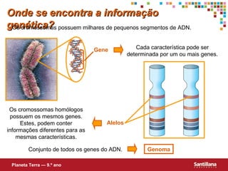 Onde se encontra a informaçãoOnde se encontra a informação
genética?genética?Os cromossomas possuem milhares de pequenos segmentos de ADN.
Gene Cada característica pode ser
determinada por um ou mais genes.
Alelos
Os cromossomas homólogos
possuem os mesmos genes.
Estes, podem conter
informações diferentes para as
mesmas características.
Conjunto de todos os genes do ADN. Genoma
Planeta Terra — 9.º ano
 