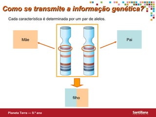 Como se transmite a informação genética?Como se transmite a informação genética?
Cada característica é determinada por um par de alelos.
Mãe Pai
filho
Planeta Terra — 9.º ano
 