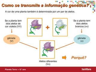 A cor de uma planta também é determinada por um par de alelos.
Se a planta tem
dois alelos de
cor violeta (VV)
Se a planta tem
dois alelos
brancos (vv)
+
gâmeta
(V)
gâmeta
(v)
Alelos diferentes
(Vv)
Porquê?
Como se transmite a informação genética?Como se transmite a informação genética?
Planeta Terra — 9.º ano
 