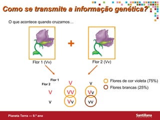 O que acontece quando cruzamos…
+
Flor 1
Flor 2 V
V VV Vv
Vv vvv
v
Flores de cor violeta (75%)
Flores brancas (25%)
Como se transmite a informação genética?Como se transmite a informação genética?
Flor 1 (Vv) Flor 2 (Vv)
Planeta Terra — 9.º ano
 