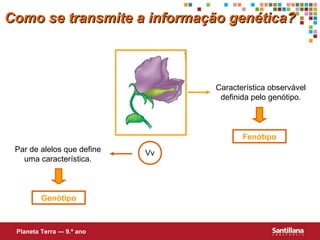 Par de alelos que define
uma característica.
Genótipo
Característica observável
definida pelo genótipo.
Fenótipo
Como se transmite a informação genética?Como se transmite a informação genética?
Vv
Planeta Terra — 9.º ano
 
