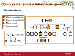 Doença dominante:
Mulher com polidactilia
Homem com polidactilia
Mulher normal
Homem normal
casamento
filhos
Como se transmite a informação genética?Como se transmite a informação genética?
Planeta Terra — 9.º ano
 