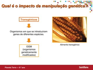 Transgénicos
Organismos em que se introduziram
genes de diferentes espécies.
OGM
(organismos
geneticamente
modificados)
Qual é o impacto da manipulação genética?Qual é o impacto da manipulação genética?
Alimento transgénico
Planeta Terra — 9.º ano
 
