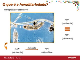 Na reprodução assexuada:
ADN
(célula-mãe)
ADN
(célula-filha)
=
ADN
(célula-mãe)
duplicação ADN
(célula-filha)
O que é a hereditariedade?O que é a hereditariedade?
Planeta Terra — 9.º ano
 