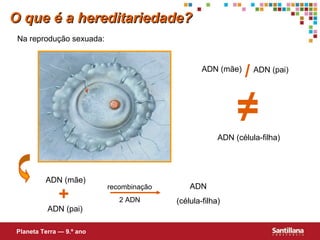 Na reprodução sexuada:
ADN (mãe)
ADN (célula-filha)
≠
ADN (mãe)
recombinação
2 ADN
ADN
(célula-filha)
ADN (pai)
+
ADN (pai)
/
O que é a hereditariedade?O que é a hereditariedade?
Planeta Terra — 9.º ano
 