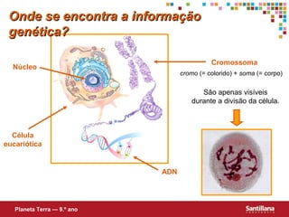 Onde se encontra a informaçãoOnde se encontra a informação
genética?genética?
Célula
eucariótica
Núcleo
Cromossoma
ADN
cromo (= colorido) + soma (= corpo)
São apenas visíveis
durante a divisão da célula.
Planeta Terra — 9.º ano
 