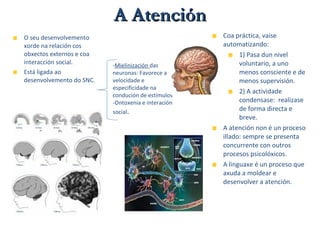 O seu desenvolvemento
xorde na relación cos
obxectos externos e coa
interacción social.
Está ligada ao
desenvolvemento do SNC.
Coa práctica, vaise
automatizando:
1) Pasa dun nivel
voluntario, a uno
menos consciente e de
menos supervisión.
2) A actividade
condensase: realizase
de forma directa e
breve.
A atención non é un proceso
illado: sempre se presenta
concurrente con outros
procesos psicolóxicos.
A linguaxe é un proceso que
axuda a moldear e
desenvolver a atención.
-Mielinización das
neuronas: Favorece a
velocidade e
especificidade na
condución de estímulos
-Ontoxenia e interación
social.
A AtenciónA Atención
 