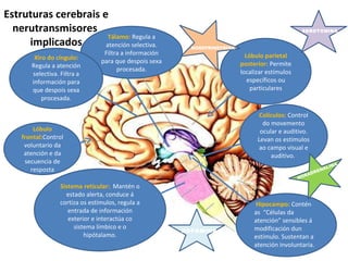 Estruturas cerebrais e
nerutransmisores
implicados
Tálamo: Regula a
atención selectiva.
Filtra a información
para que despois sexa
procesada.
Xiro do cíngulo:
Regula a atención
selectiva. Filtra a
información para
que despois sexa
procesada.
Colículos: Control
do movemento
ocular e auditivo.
Levan os estímulos
ao campo visual e
auditivo.
Sistema reticular: Mantén o
estado alerta, conduce á
cortiza os estímulos, regula a
entrada de información
exterior e interactúa co
sistema límbico e o
hipótalamo.
Lóbulo parietal
posterior: Permite
localizar estímulos
específicos ou
particulares
Lóbulo
frontal:Control
voluntario da
atención e da
secuencia de
resposta
Hipocampo: Contén
as “Células da
atención” sensibles á
modificación dun
estímulo. Sustentan a
atención involuntaria.
DOPAMINA
NORADRENALINA
NOREPRINEFRINA
SEROTONINA
 
