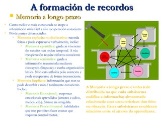 A formación de recordosA formación de recordos
 Memoria a longo prazoMemoria a longo prazo
 Canto mellor e mais estruturada se atope a
información mais fácil a súa recuperación consciente.
 Posúe partes diferenciadas:
 Memoria explícita ou declarativa: recorda
feitos e pode expresarse verbalmente, inclúe:
 Memoria episódica: garda as vivencias
do suxeito nun orden temporal. A súa
recuperación require esforzo consciente.
 Memoria semántica: garda a
información transmitida mediante
conceptos (linguaxe) e cunha organización
lóxica. Non está influída polo contexto e
pode recuperarse de forma inconsciente.
 Memoria implícita: información que non se
pode describir e non é totalmente consciente.
Inclúe:
 Memoria Emocional: respostas
emocionais aprendidos (amores e odios,
medos, etc.). Sitúase na amígdala.
 Memoria Procedimental: habilidades
que nos permiten facer cousas que
requiren control motor.
A Memoria a longo prazo e unha rede
distribuída na que cada subsistema
codifica a información almacenada
relacionada coas características dun feito
ou obxecto. Estes subsistemas establecen
relacións entre sí através da aprendizaxe.
 
