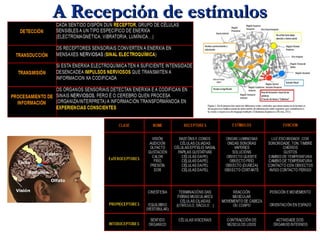 A Recepción de estímulosA Recepción de estímulos
 