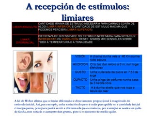 A recepción de estímulos:A recepción de estímulos:
limiareslimiares
Exemplos de limiar mínimo
A lei de Weber afirma que o limiar diferencial é directamente proporcional á magnitude do
estímulo inicial. Así, por exemplo, unha variación do peso é máis perceptible se a cantidade inicial
é moi pequena, pero para poder sentir a diferenza de pesos maiores, por exemplo se sostés un quilo
de fariña, non notarás o aumento dun gramo, pero si o aumento de medio quilo.
 