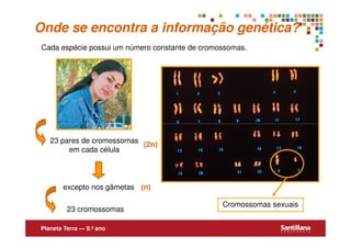 Onde se encontra a informação genética?
 Cada espécie possui um número constante de cromossomas.




   23 pares de cromossomas
                           (2n)
        em cada célula



       excepto nos gâmetas (n)

                                                 Cromossomas sexuais
         23 cromossomas

Planeta Terra — 9.º ano
 