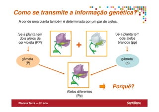 Como se transmite a informação genética?
 A cor de uma planta também é determinada por um par de alelos.


 Se a planta tem                                             Se a planta tem
  dois alelos de                                               dois alelos
 cor violeta (PP)
                                     +                        brancos (pp)



   gâmeta                                                         gâmeta
     (P)                                                            (p)




                                                           Porquê?
                               Alelos diferentes
                                     (Pp)

 Planeta Terra — 9.º ano
 
