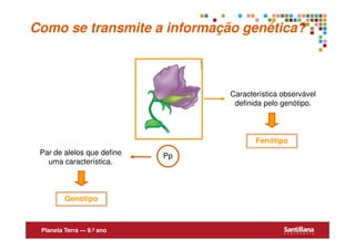 Como se transmite a informação genética?



                                 Característica observável
                                  definida pelo genótipo.



                                        Fenótipo
 Par de alelos que define   Pp
   uma característica.



         Genótipo



 Planeta Terra — 9.º ano
 