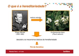 O que é a hereditariedade?


                             realizou estudos




          Gregor Mendel                               Ervilheiras-de-cheiro
           (1822-1884)                                  (Pisum sativum)


            descobriu os mecanismos básicos da hereditariedade



                             Pai da Genética

 Planeta Terra — 9.º ano
 