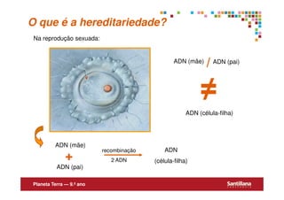 O que é a hereditariedade?
 Na reprodução sexuada:


                                                  ADN (mãe)
                                                              / ADN (pai)

                                                            ≠
                                                       ADN (célula-filha)




          ADN (mãe)
                           recombinação       ADN
               +              2 ADN       (célula-filha)
           ADN (pai)

 Planeta Terra — 9.º ano
 
