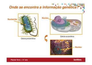 Onde se encontra a informação genética?

                                     Núcleo
Nucleóide




                                              Célula eucariótica
               Célula procariótica



                                                                   Núcleo




  Planeta Terra — 9.º ano
 