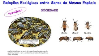 Relações Ecológicas entre Seres da Mesma Espécie
Abelha-rainha (maior, ao centro da imagem) e abelhas operárias. As
operárias produzem a cera e constroem os favos da colmeia, além de
outras atividades.
SOCIEDADE
 
